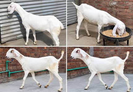 white Desi Path Moo se 2 dant cnfrm cross cheena breeder se