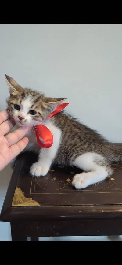 3 cute female kittens waiting for adopted by loving family