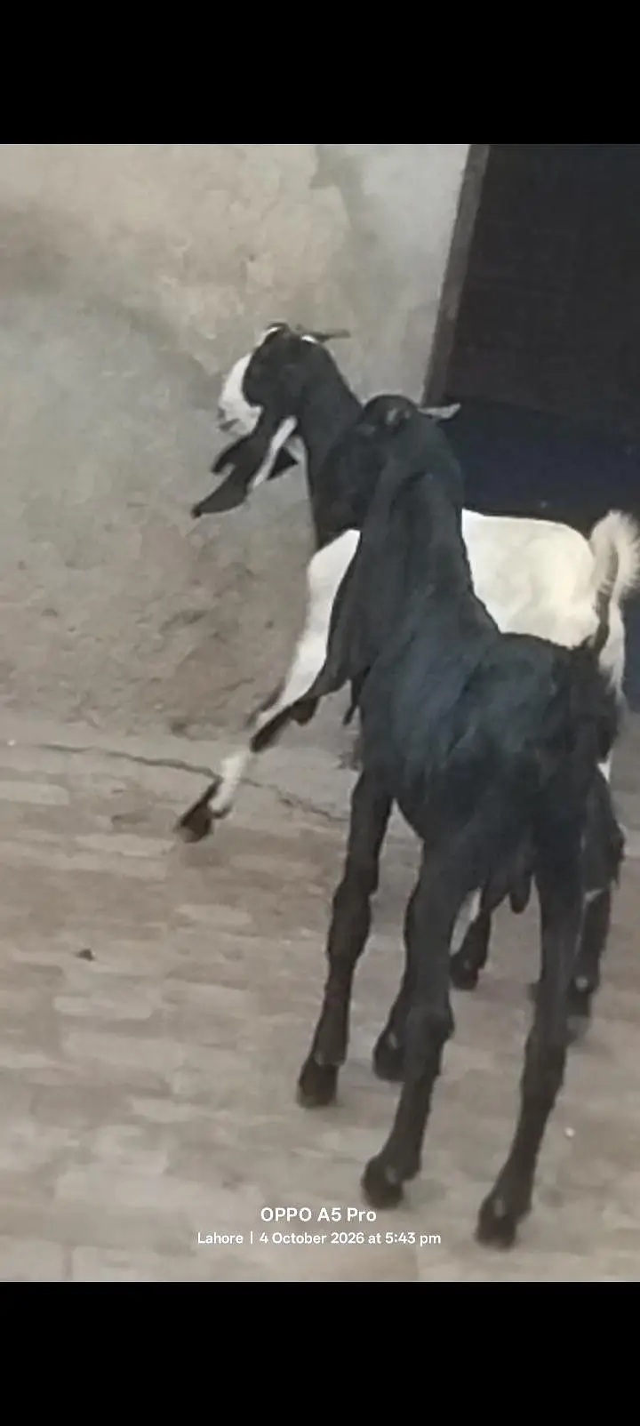 kheery Bachon ki sale — photo 2