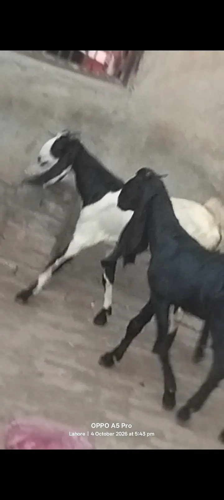 kheery Bachon ki sale — photo 3