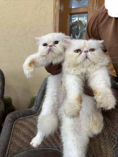 Peke Face Male and Female Cat