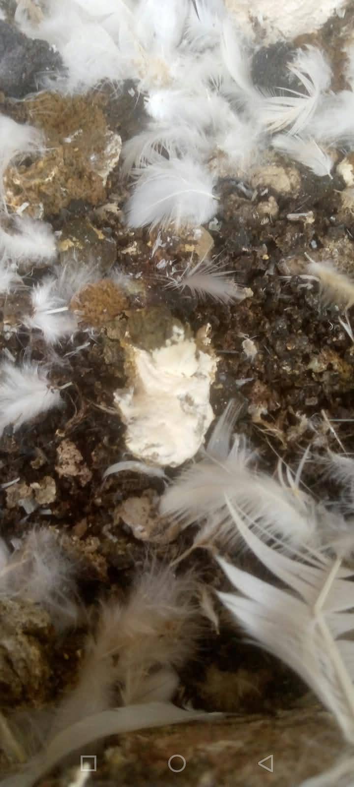poultry litter 0