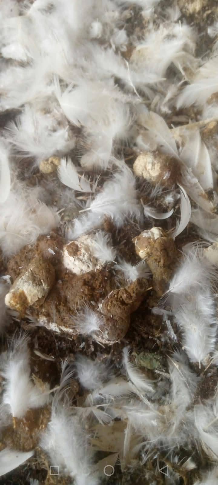 poultry litter 1