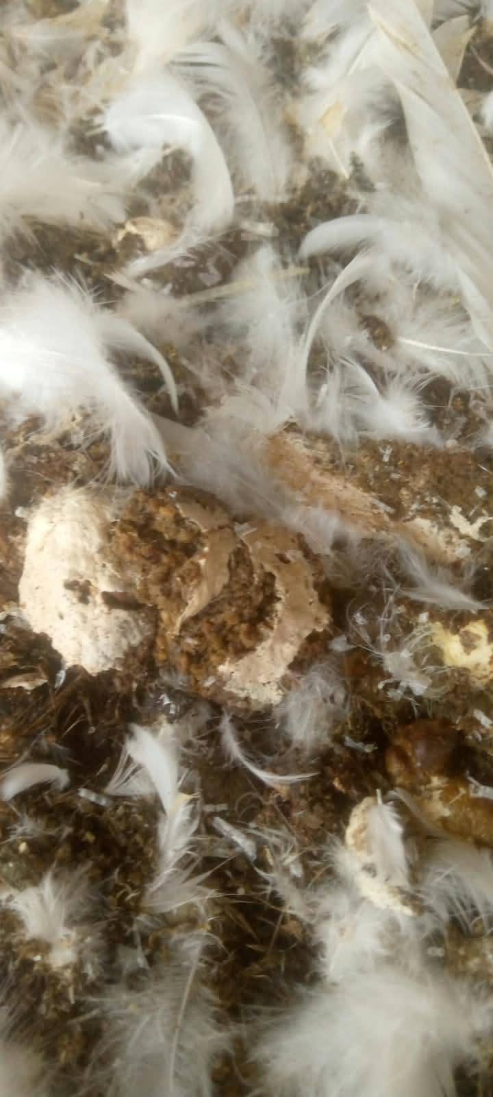 poultry litter 2