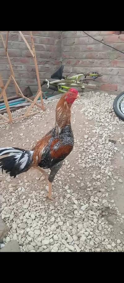 high quality teetra murga for sale