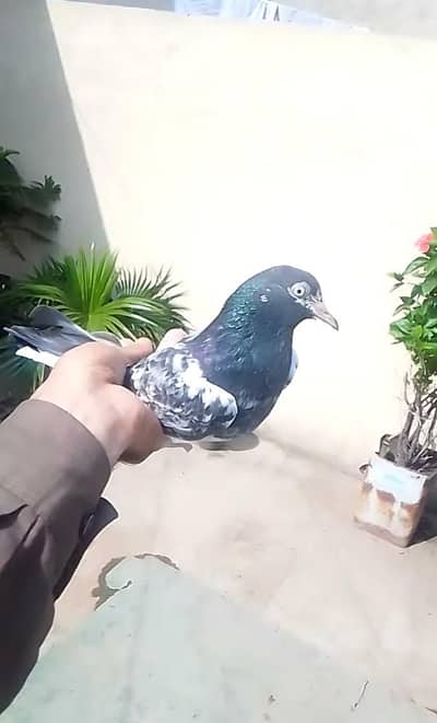 9 Kali ka pair ha jis ko chy rabta karya fazool. demage harab Wal door