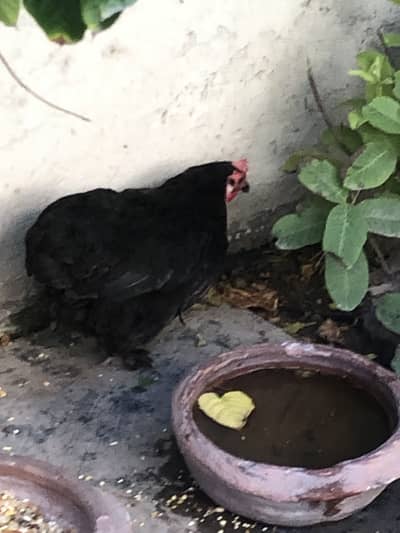 breeder hen