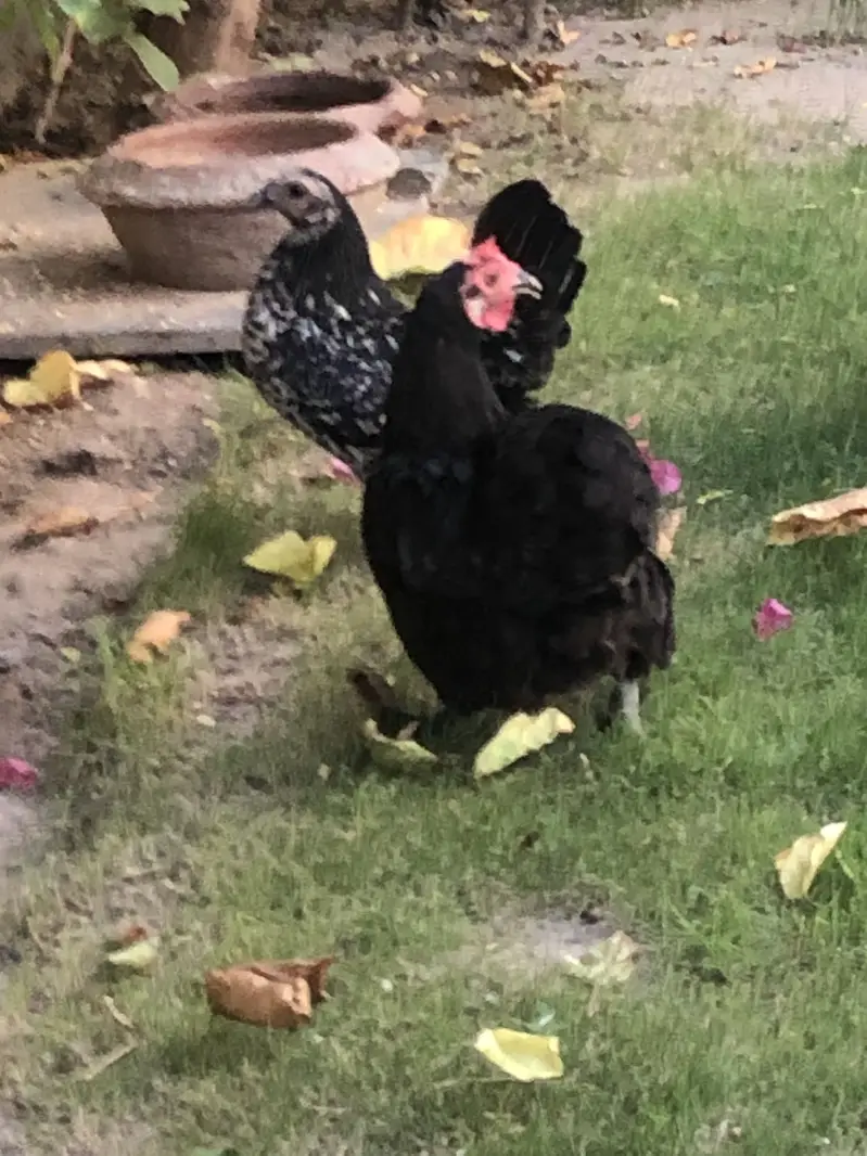 breeder hen — photo 2