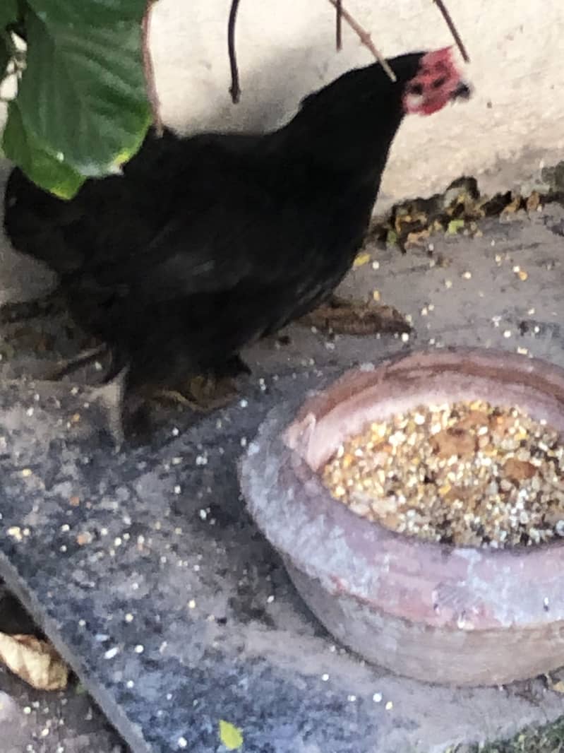 breeder hen 2