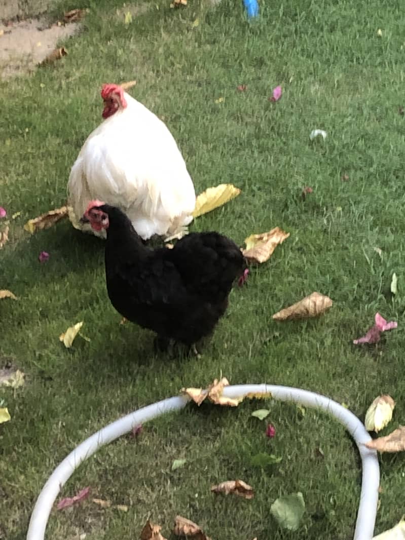breeder hen 3