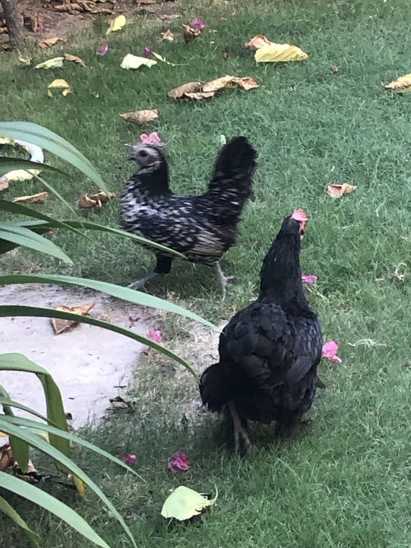 breeder hen 4