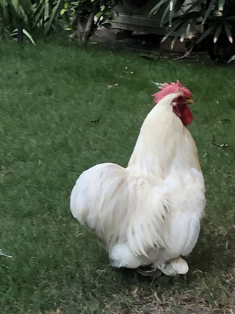 breeder hen 5