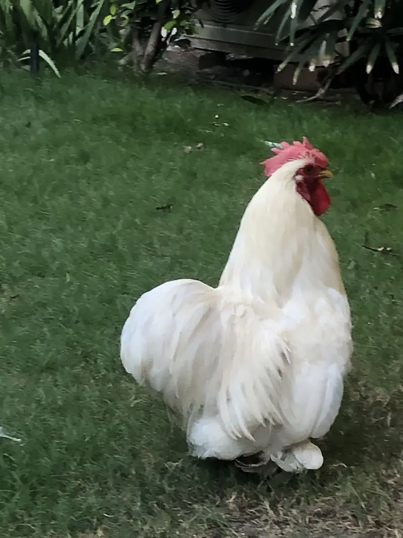 breeder hen — photo 6