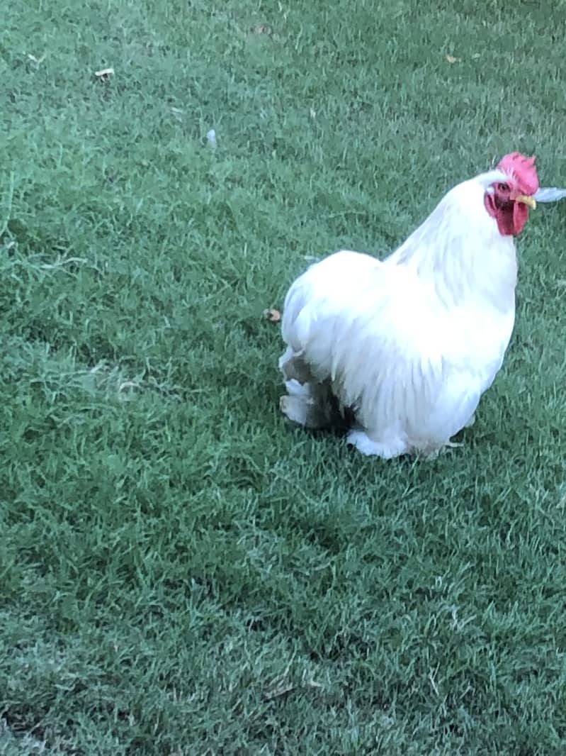 breeder hen 6