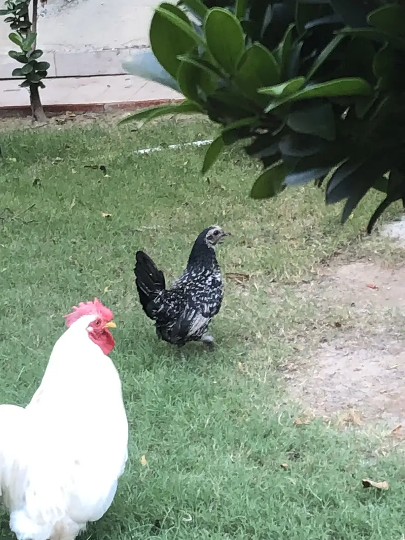 breeder hen — photo 8