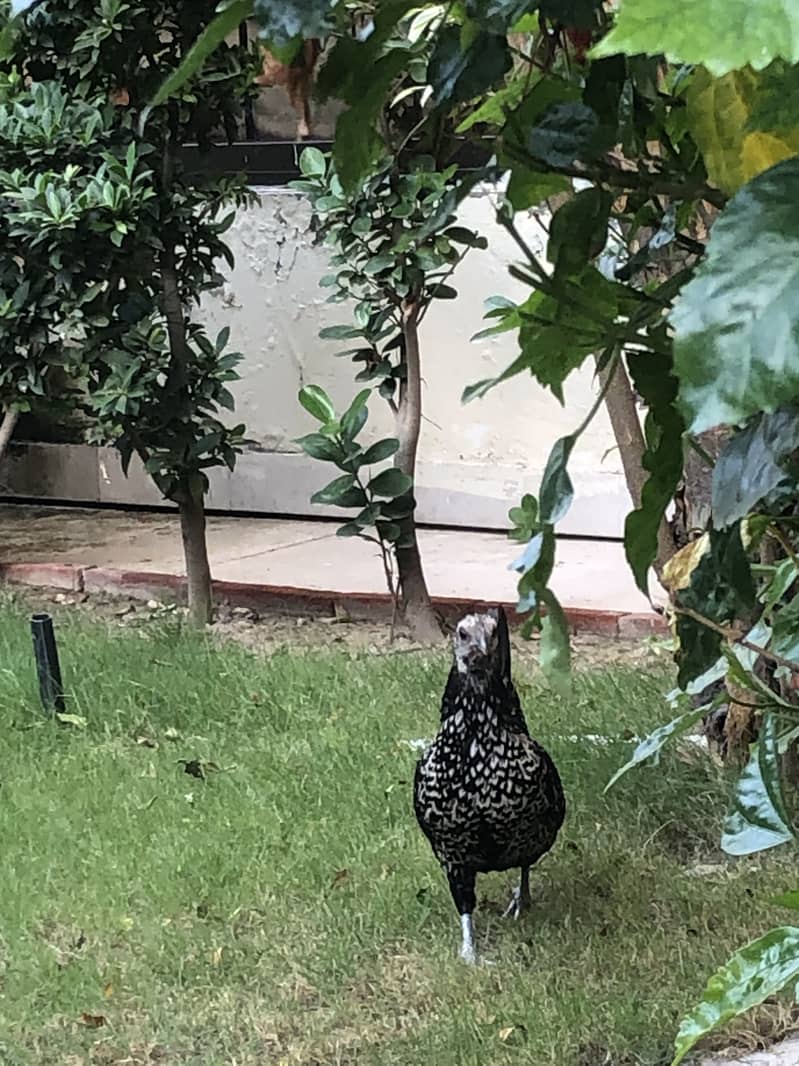 breeder hen 8