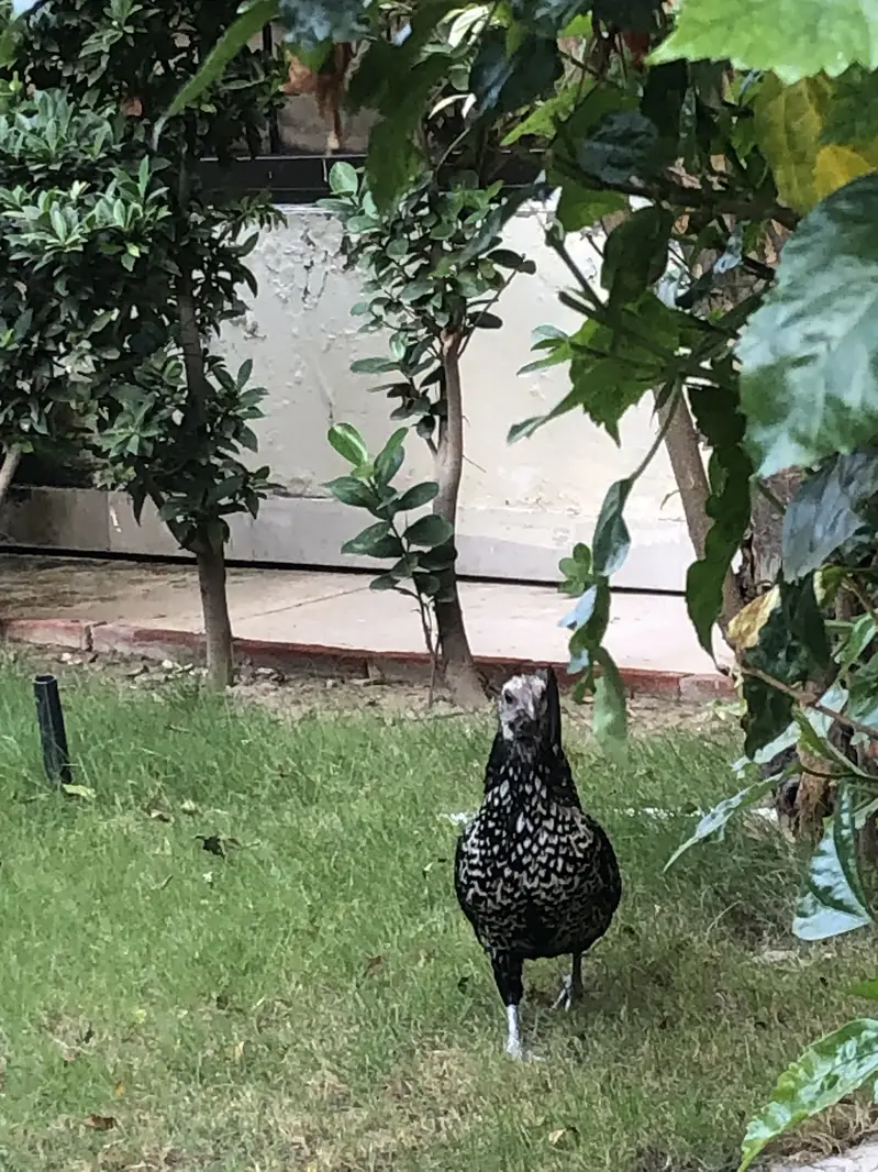 breeder hen — photo 9