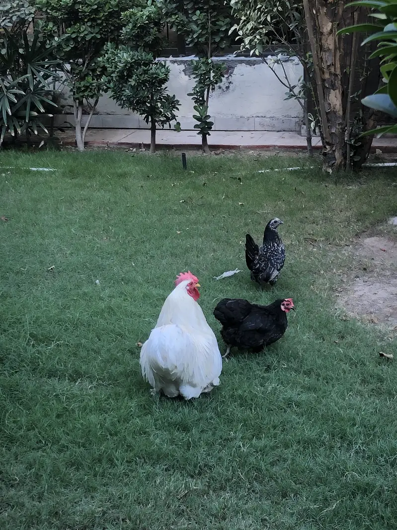 breeder hen — photo 10