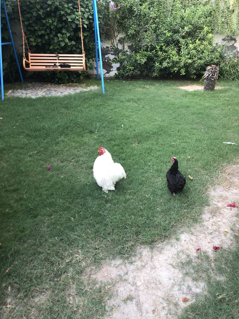 breeder hen 10