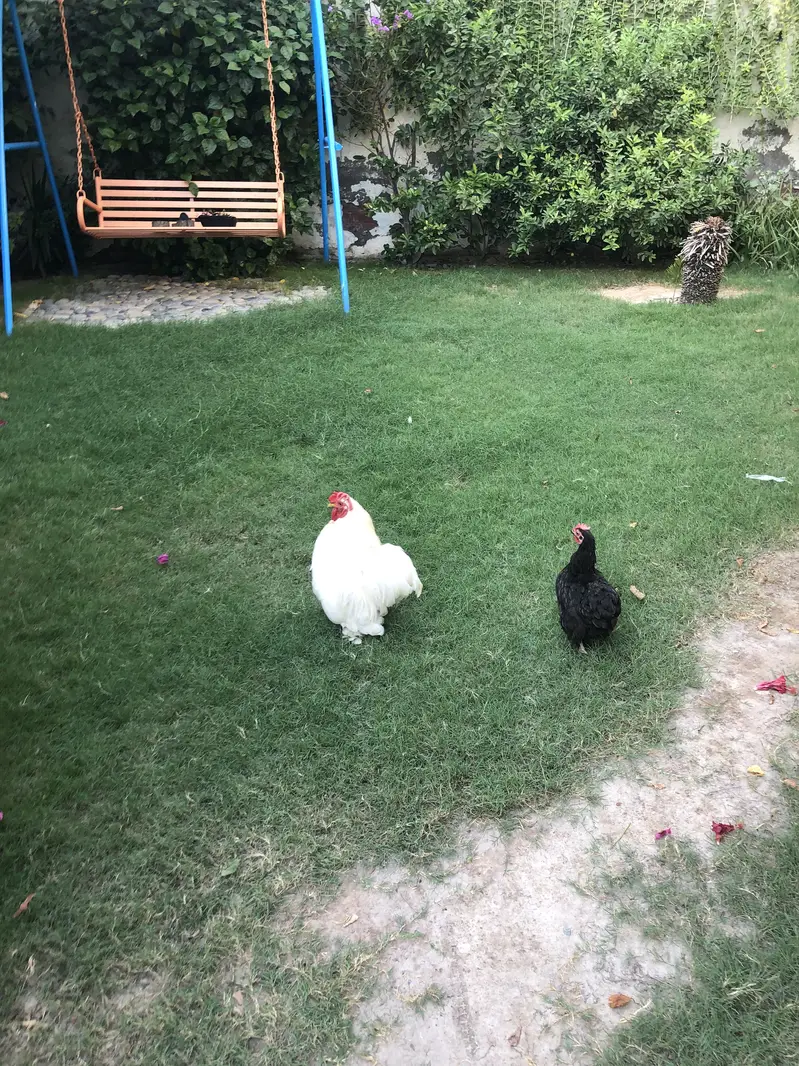 breeder hen — photo 11