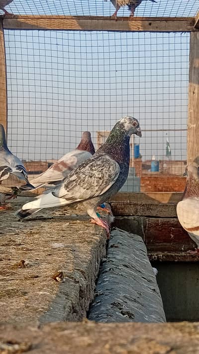 Grizal male Pigeons Breeder