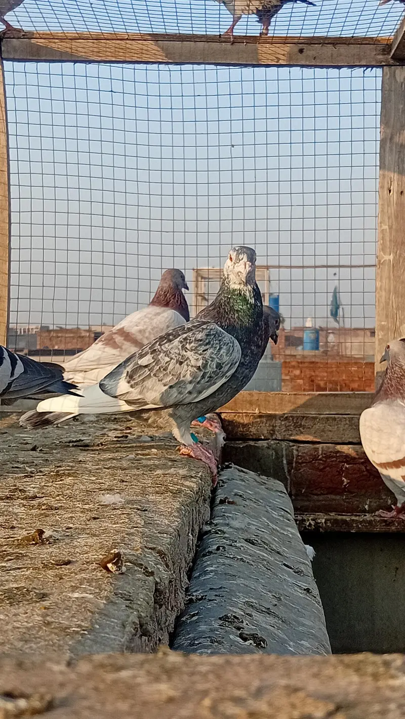 Grizal male Pigeons Breeder — photo 2