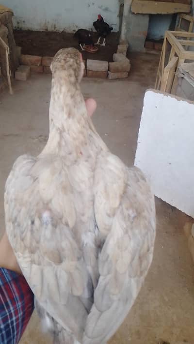 Reza aseel ha bhot achi madi ho gyi