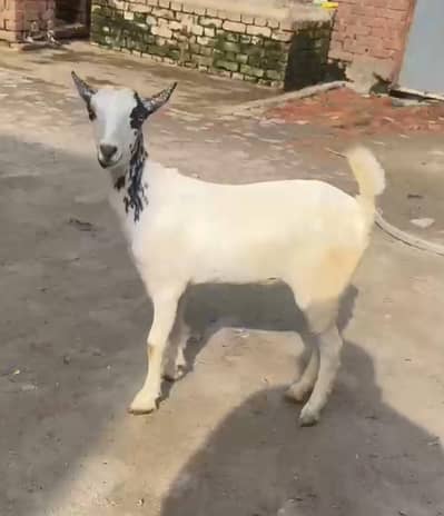 Ablack tedy kheeri path for sale