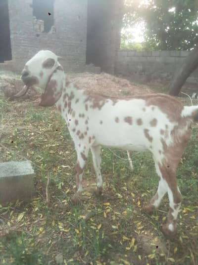 beautiful goat