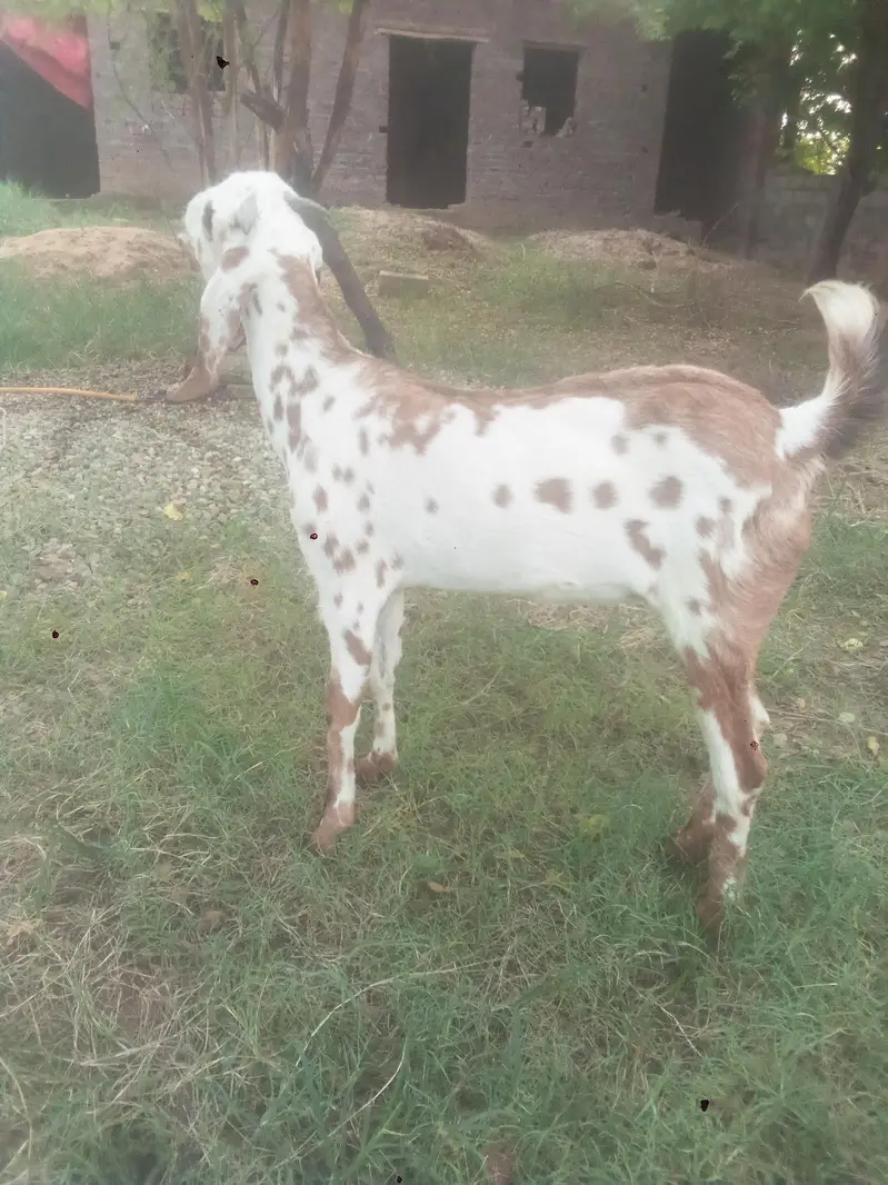 beautiful goat — photo 2