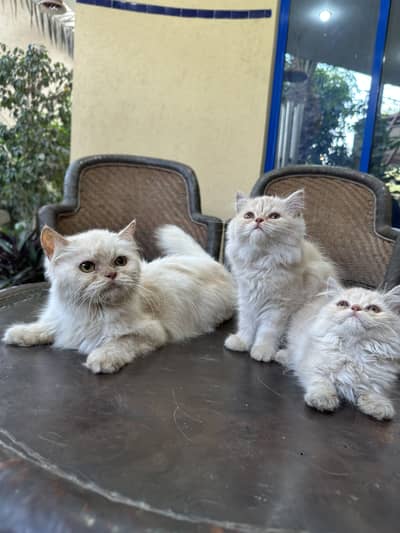 Punch Face female cat with 2 kittens