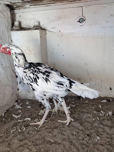 Aseel Mushki For Sale in Rahim Yar Khan