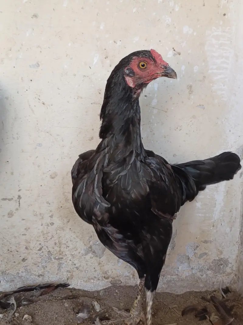 Aseel Mushki For Sale in Rahim Yar Khan — photo 2