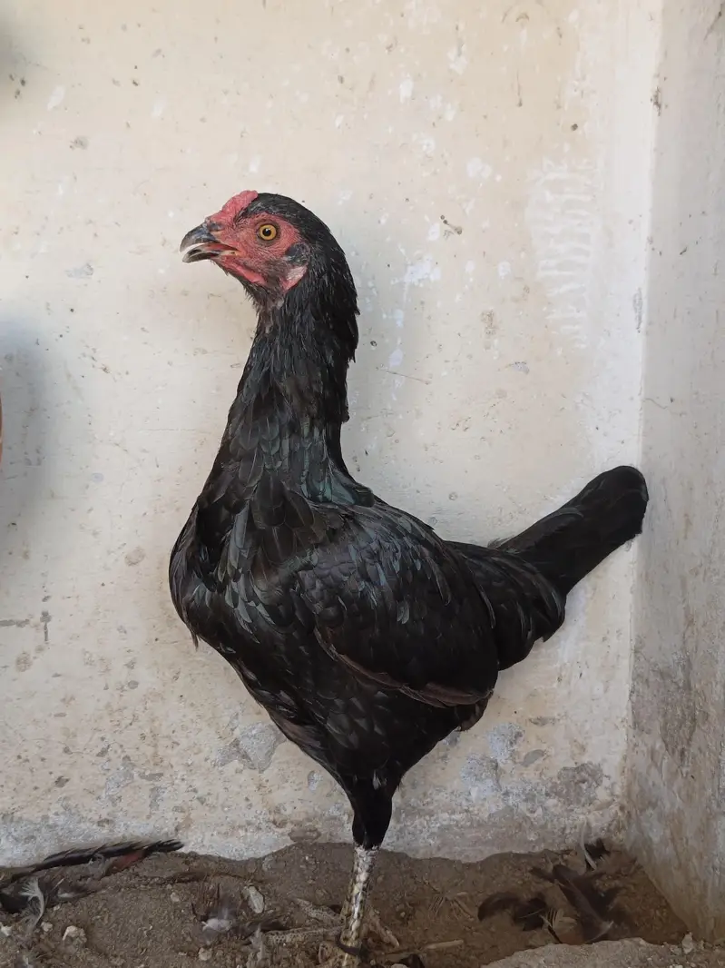 Aseel Mushki For Sale in Rahim Yar Khan — photo 3