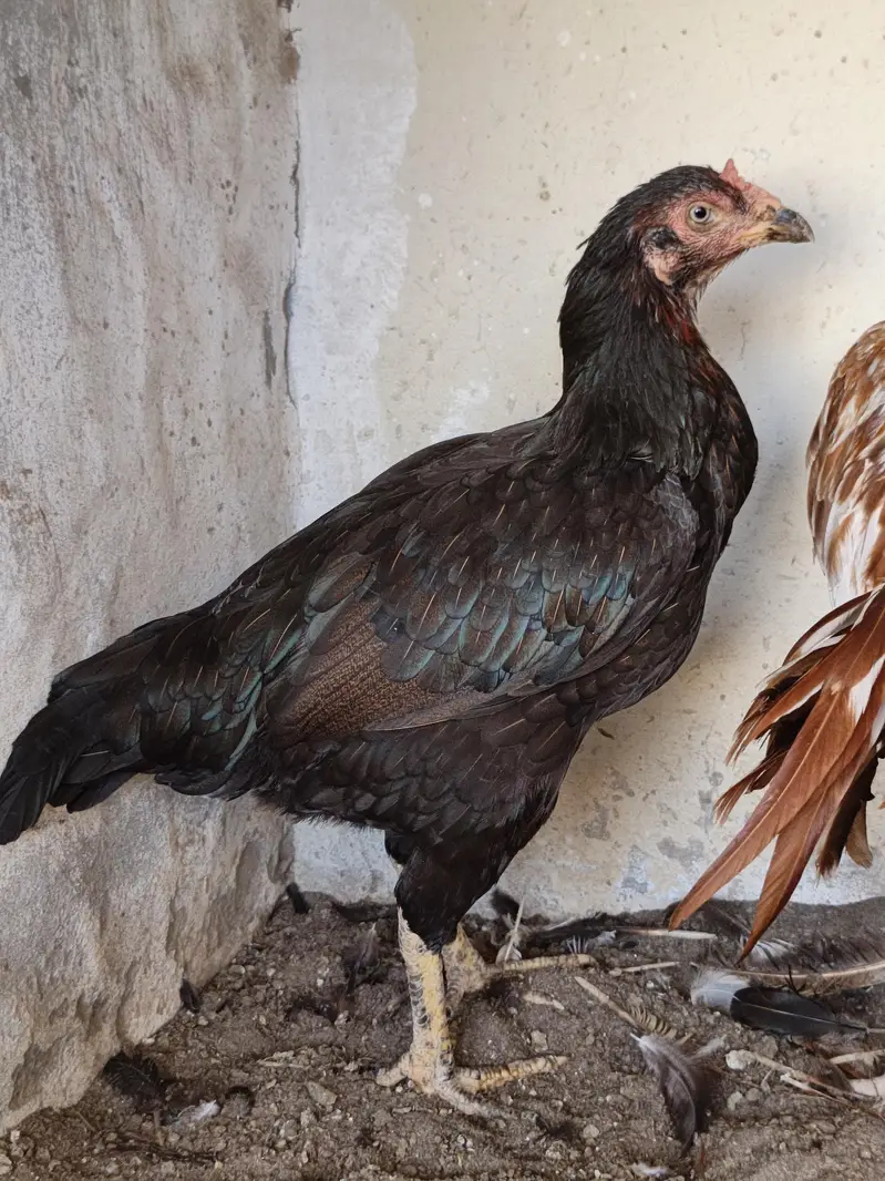 Aseel Mushki For Sale in Rahim Yar Khan — photo 4