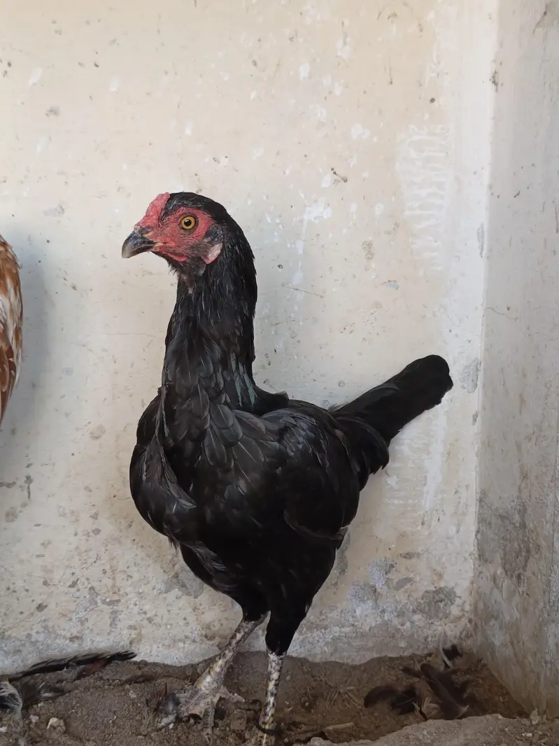 Aseel Mushki For Sale in Rahim Yar Khan — photo 5