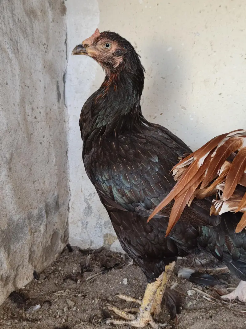 Aseel Mushki For Sale in Rahim Yar Khan — photo 6