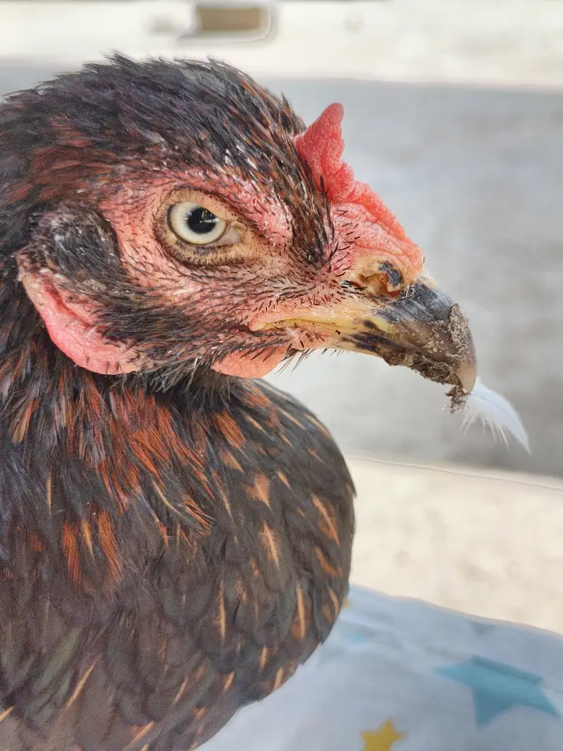 Aseel Mushki For Sale in Rahim Yar Khan — photo 8