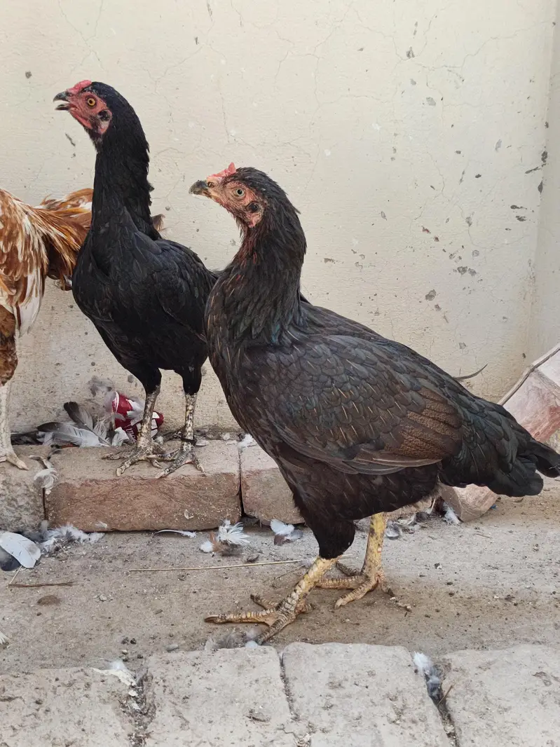 Aseel Mushki For Sale in Rahim Yar Khan — photo 9