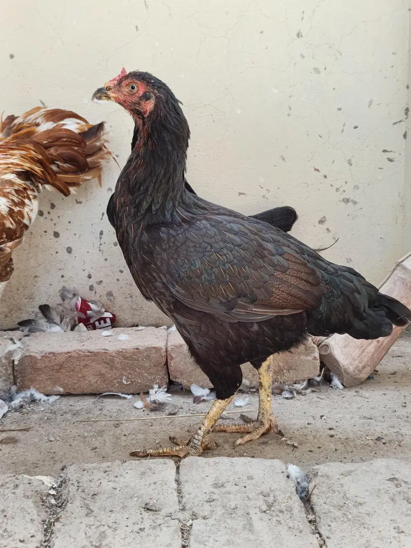 Aseel Mushki For Sale in Rahim Yar Khan — photo 10