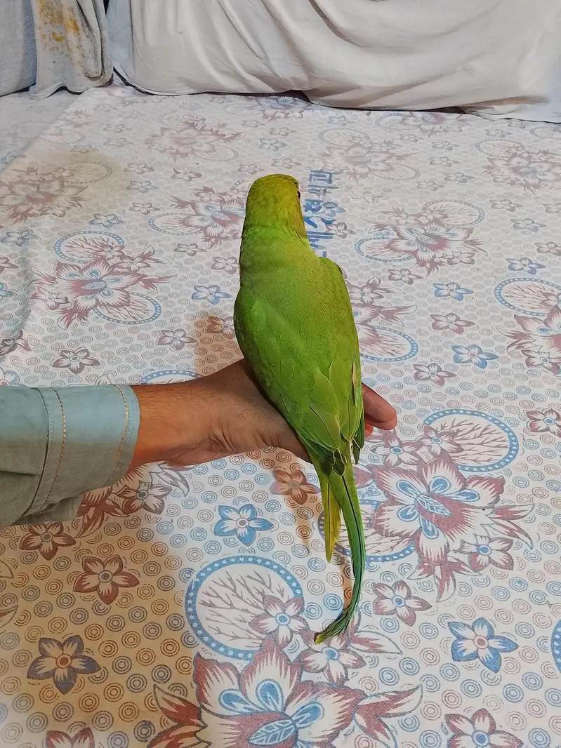 urjent sale. hand tame,friendly,zero bite ringneck(desdripton) dekhen — photo 8