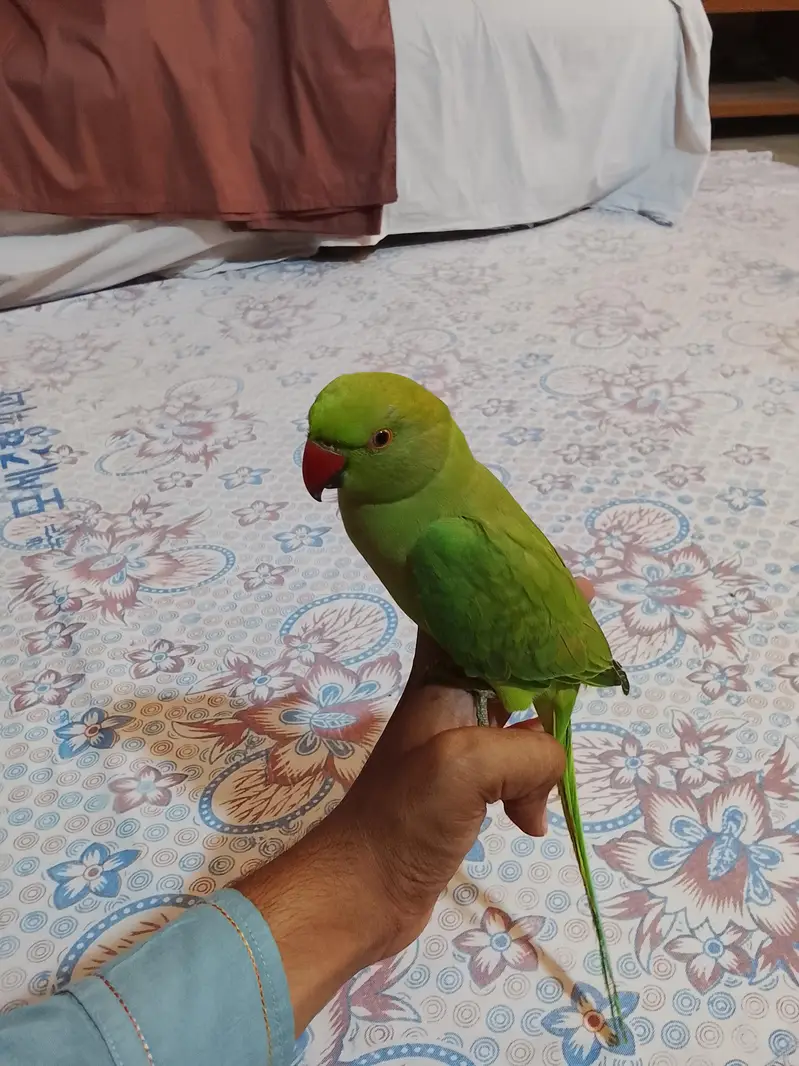 urjent sale. hand tame,friendly,zero bite ringneck(desdripton) dekhen — photo 9