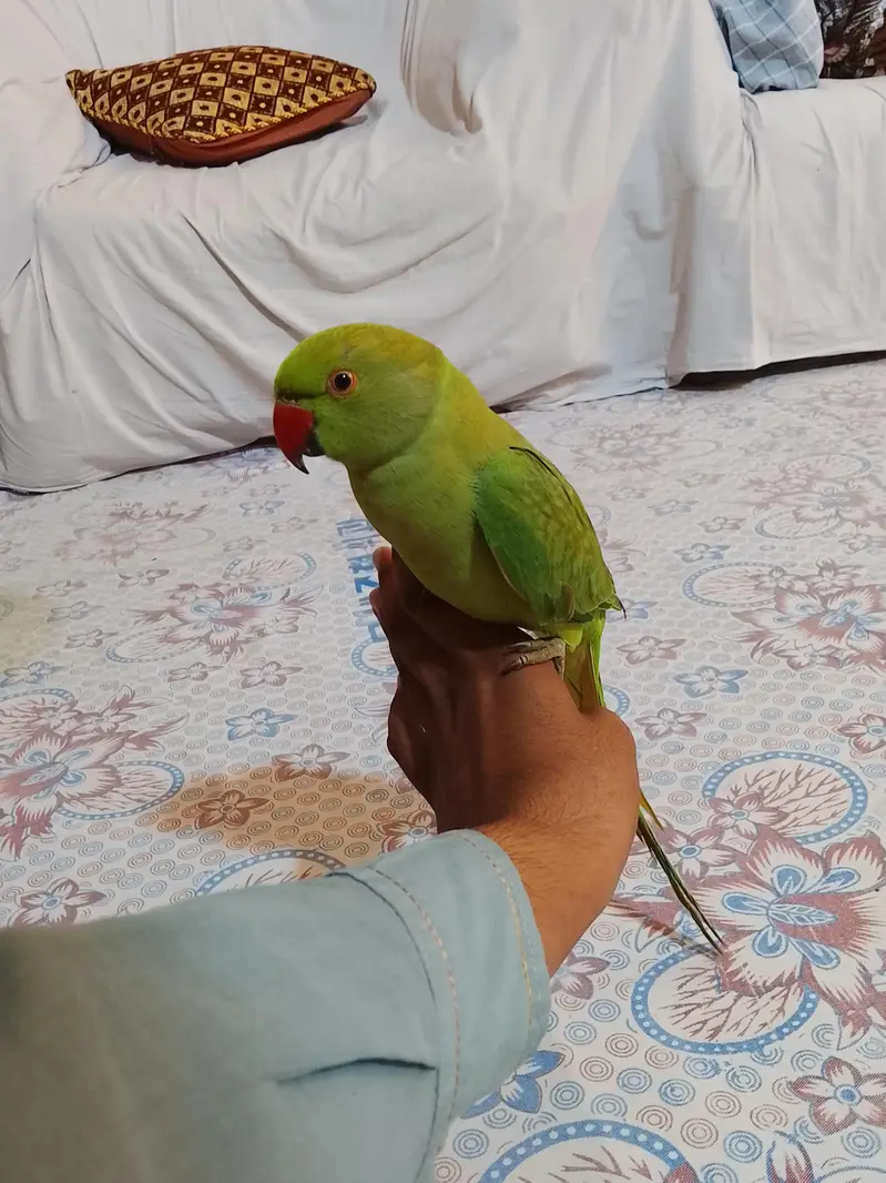 urjent sale. hand tame,friendly,zero bite ringneck(desdripton) dekhen — photo 10