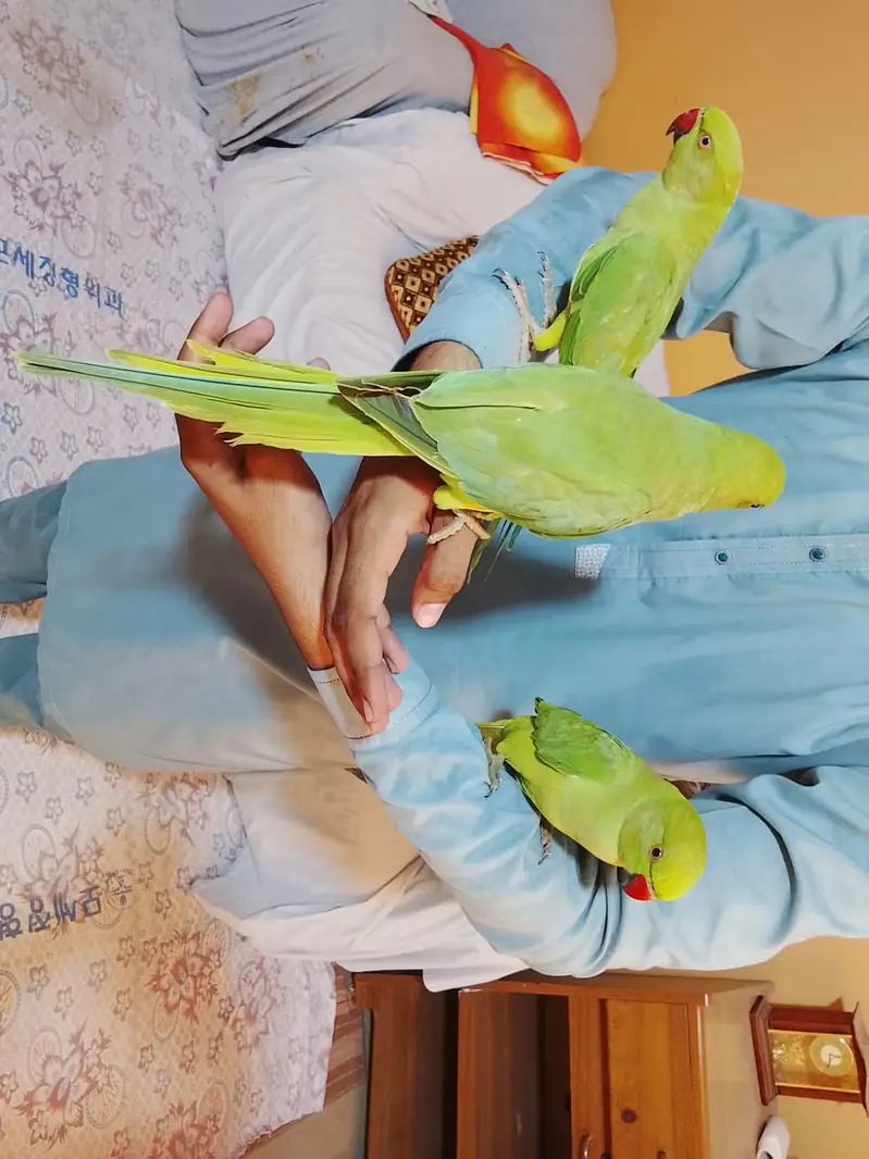 urjent sale. hand tame,friendly,zero bite ringneck(desdripton) dekhen — photo 11