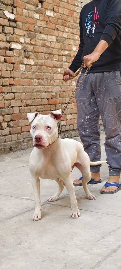 Pitbull Female