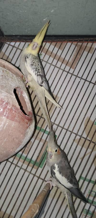 cocktail breeder female's for sale