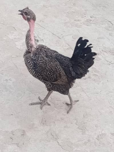 desi murgi or Golden buff chick or Aseel Thai chick for sale