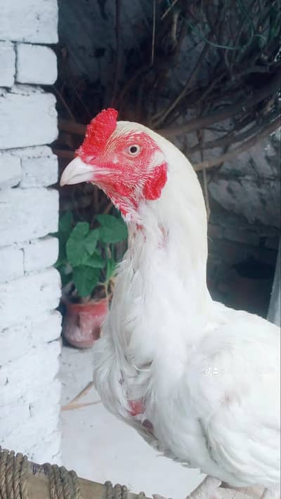 high quality aseel hera