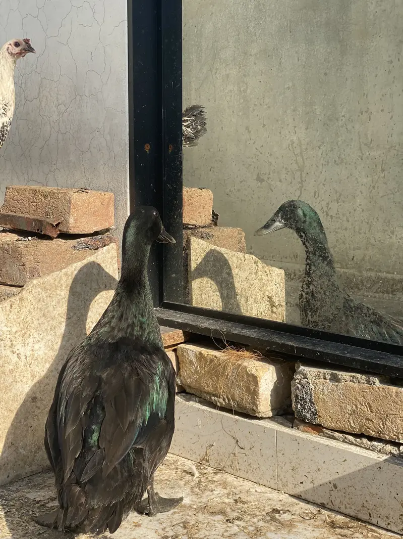 American cayuga exchange possible — photo 7