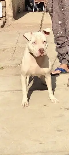 Pitbull Female — photo 2